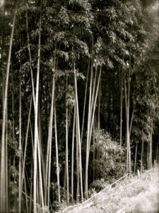 むこうの斜面に生える竹