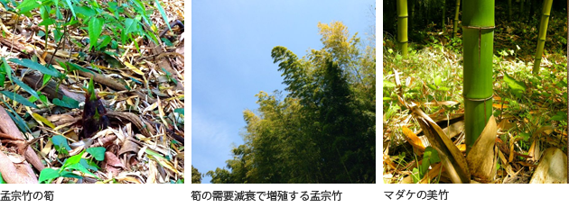 [左]孟宗竹の筍［中央］筍の需要減衰で増殖する孟宗竹［右］マダケの美竹