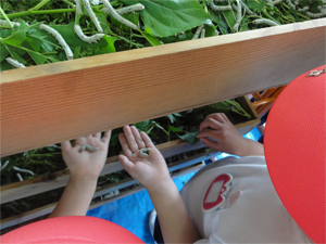 「大和高原文化の会」が運営する大和高原民俗資料館内で、毎年実施する養蚕。今年は奈良市内の幼稚園から子どもたちが見学にきてくれて、大賑わい