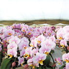 Kuma Orchid Garden -クマオーキッドガーデン-