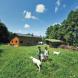 緑豊かな広大な敷地に建つ前田邸と、自然農の畑でヤギと 遊ぶ子