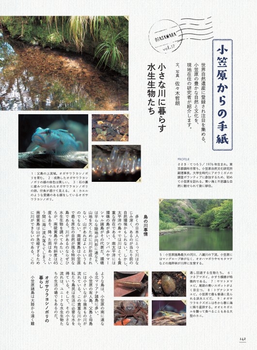 小笠原からの手紙⑰ 小さな川に暮らす水生生物たち