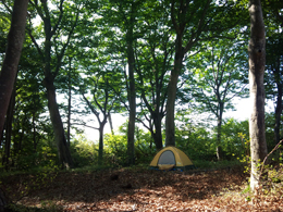 黒姫キャンプ場。ブナの隣にテントを張る