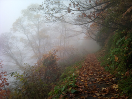 photo2 霧で滲む紅葉