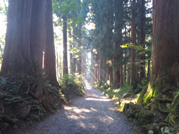 photo2 奥社参道の杉並木（９月）