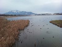 photo3佐潟。この時期は鳥が1万羽以上いるそうだ