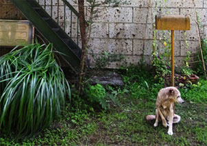 野良犬もアトリエに遊びにくる