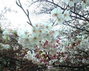 桜