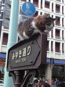 みゆき通り　猫