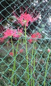 彼岸花