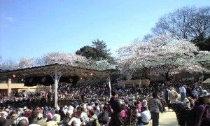 桜と土俵