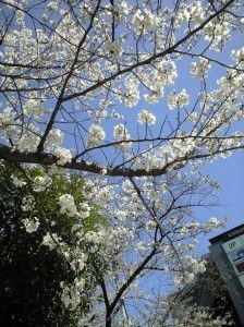 桜