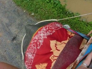象のお尻