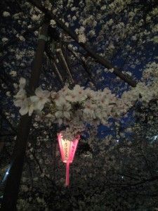 夜桜♪