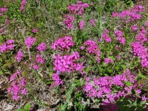 道端のお花！