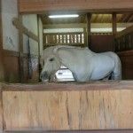 途中で神馬ちゃんを発見！！