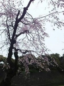 お濠と桜