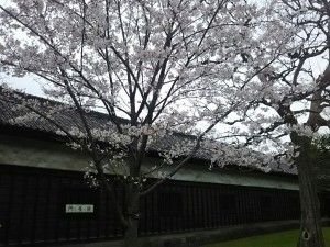 門長屋と桜♪