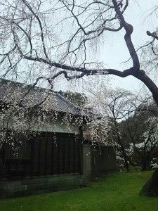 立派な桜