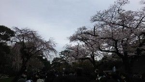 乾通りの桜