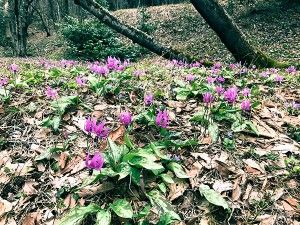 カタクリの群生地