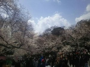 上野桜