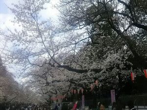 上野桜