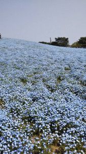 ひたち海浜公園