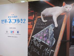 『岩合光昭の 世界ネコ歩き 2』展