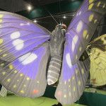 『昆虫』展