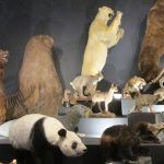 大哺乳類展 2   みんなの生き残り作戦