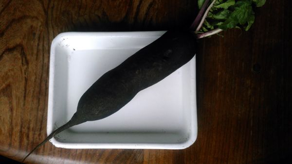 黒い大根 チルチンびと広場 スタッフブログ