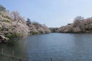 井の頭公園