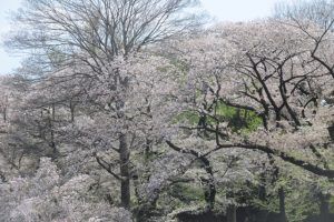 井の頭公園