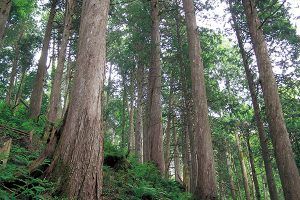 『チルチンびと  』104  夏号・丈夫な青森ヒバのオープンデッキ