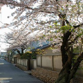道路わきに中木を1本