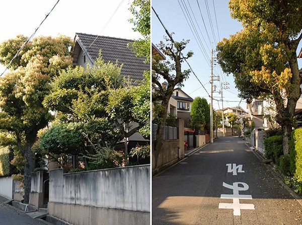 道路わきに中木を1本！