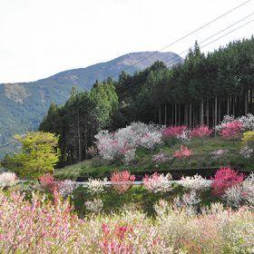 花桃の里