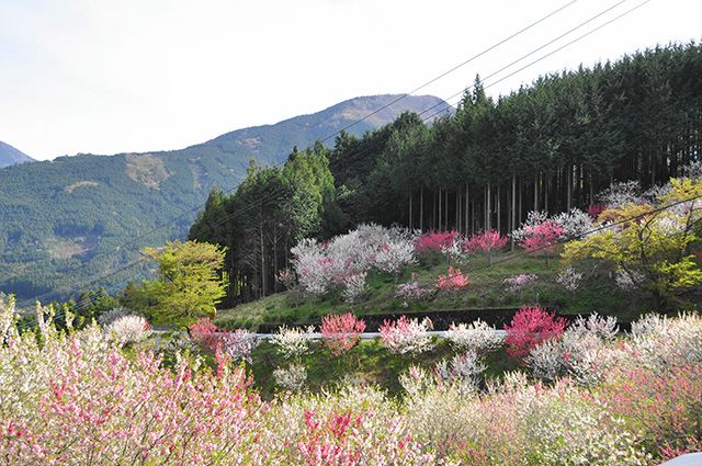 花桃の里