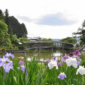 愛媛県内子町石畳「屋根付き橋と花菖蒲」