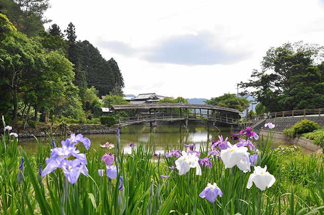 愛媛県内子町石畳「屋根付き橋と花菖蒲」