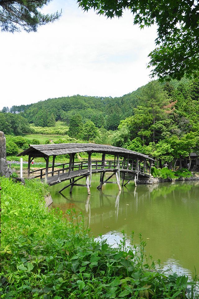 愛媛県内子町石畳「屋根付き橋と花菖蒲」