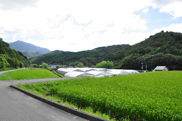 いちご日和