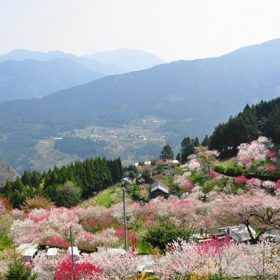 久万高原町「中津花桃の里」