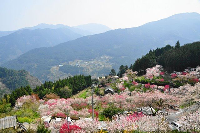 久万高原町「中津花桃の里」