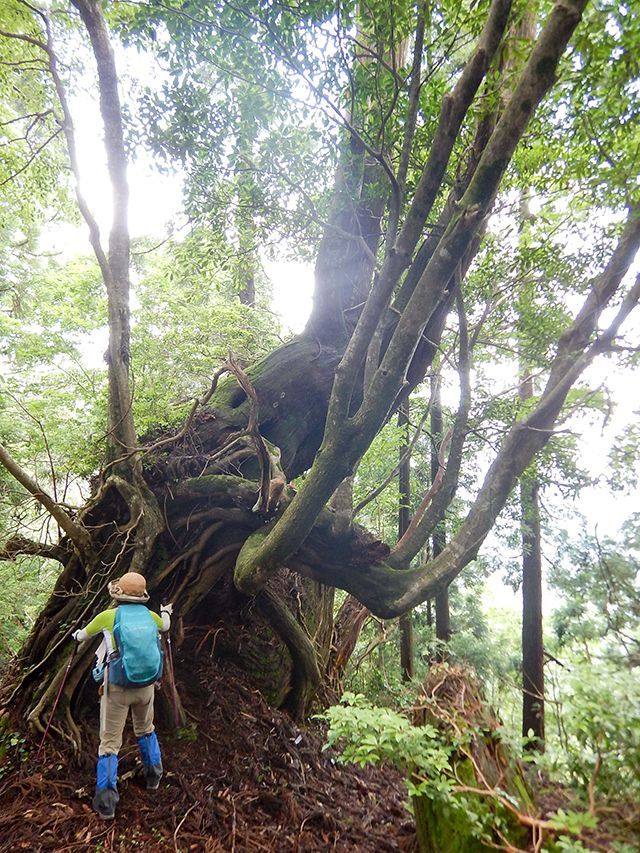 原生林