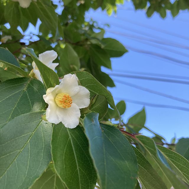 夏の支度と庭