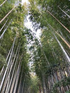 京都のような竹林のなかにひよどり坂があります。