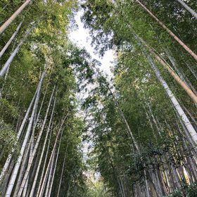 京都のような竹林のなかにひよどり坂があります。