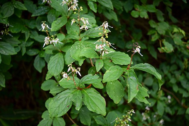 ツツジの仲間で最後に開花するホツツジ